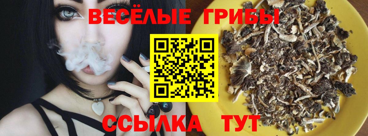 Псилоцибиновые грибы Psilocybe Дмитров